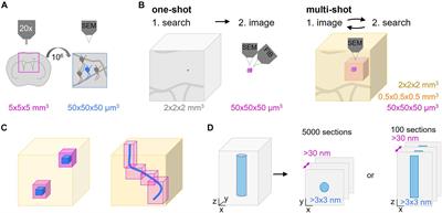 Niwaki Instead of Random Forests: Targeted Serial Sectioning Scanning Electron Microscopy With Reimaging Capabilities for Exploring Central Nervous System Cell Biology and Pathology